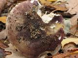 Russula atropurpurea