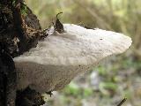 Trametes suaveolens