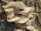 Trametes suaveolens