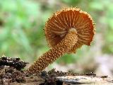 Flammulaster muricatus
