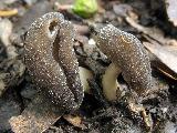 Helvella fibrosa