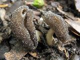 Helvella fibrosa 