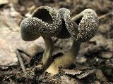 Helvella fibrosa