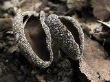 Helvella fibrosa