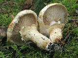 Tricholoma focale 