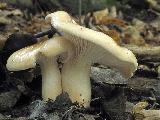 Hygrophorus lindtneri