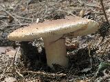 Russula mustelina