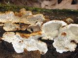 Antrodia serialis
