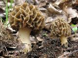 Morchella esculenta 