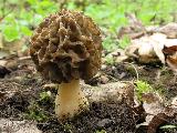 Morchella esculenta