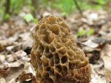 Morchella esculenta