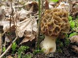 Morchella esculenta