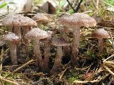 Cortinarius vernus 