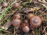 Cortinarius vernus