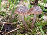 Cortinarius vernus 