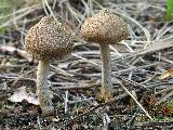 Inocybe lacera 