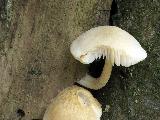 Pluteus semibulbosus 