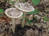 Amanita vaginata 