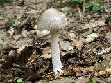 Amanita vaginata 