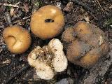 Tuber excavatum 