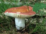 Russula velenovskyi 