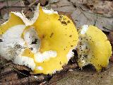 Russula claroflava
