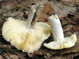Russula claroflava