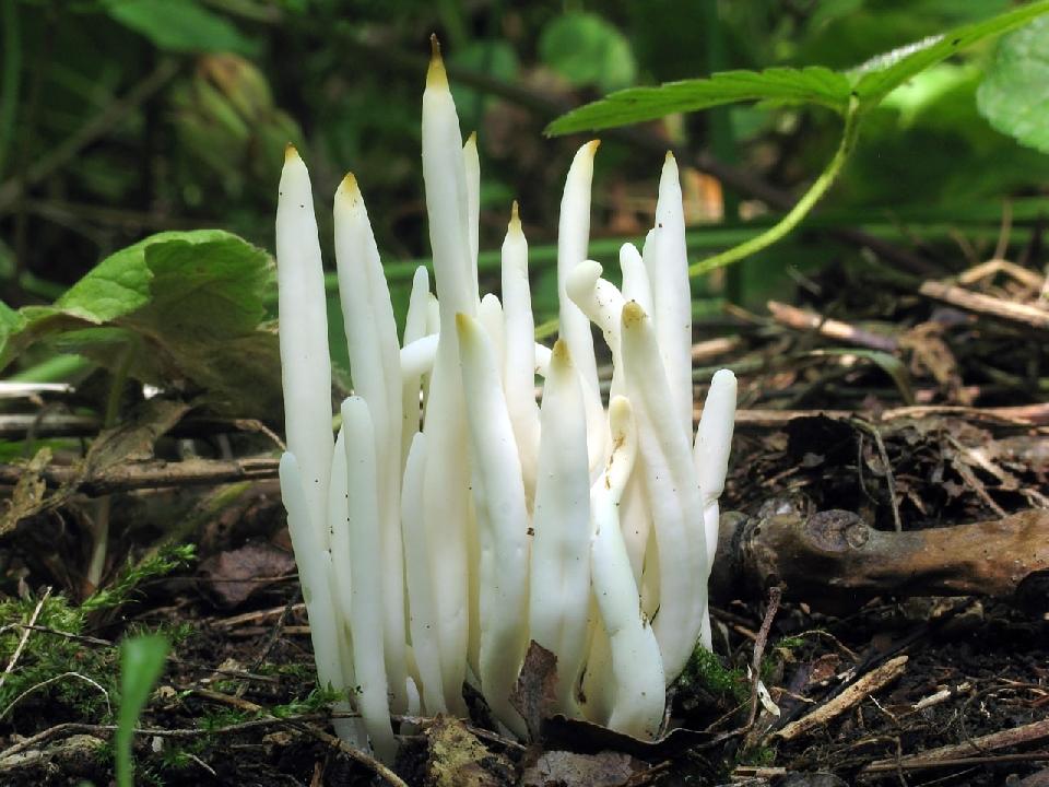 Clavaria - kyjanka - myko.cz