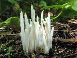 Clavaria fragilis 