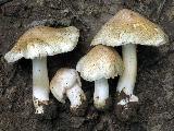 Inocybe erubescens