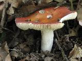 Russula velenovskyi 