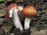 Russula velenovskyi 