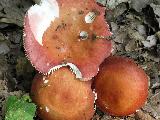 Russula velenovskyi 