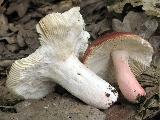 Russula velenovskyi 