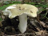 Russula heterophylla 