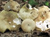 Russula heterophylla