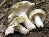 Russula heterophylla 