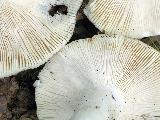 Russula heterophylla 