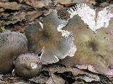 Russula ionochlora 