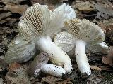 Russula ionochlora