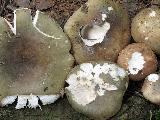 Russula heterophylla 