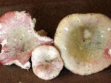 Russula exalbicans 