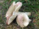 Russula exalbicans 