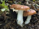 Russula alutacea 