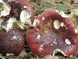 Russula atropurpurea