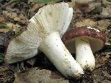 Russula atropurpurea 