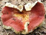 Russula melliolens 