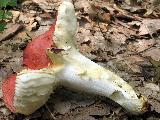 Russula melliolens 