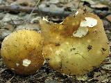 Russula cicatricata 