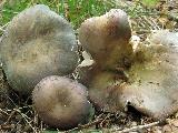 Russula ionochlora 